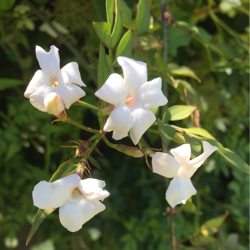 Janet's garden