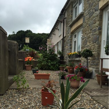Janet's garden