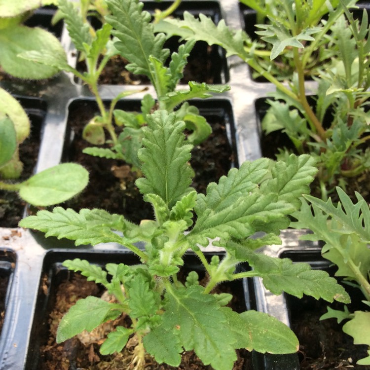 plant image 666754
