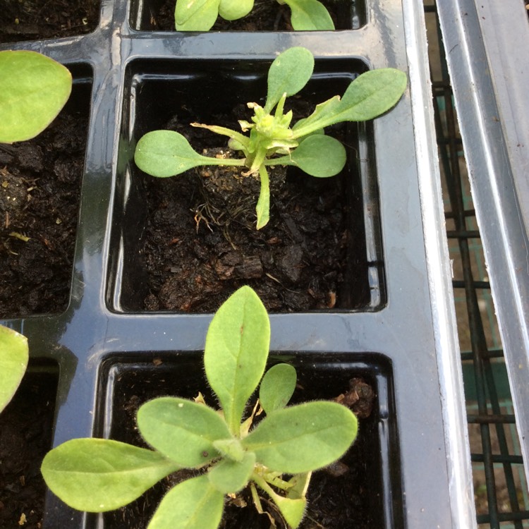 plant image 666777