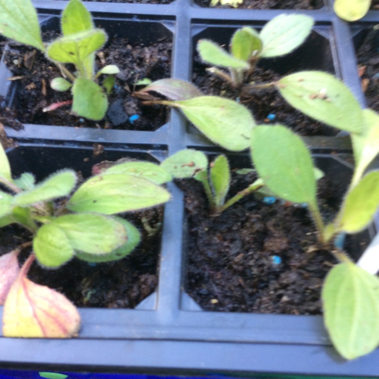 plant image 683279