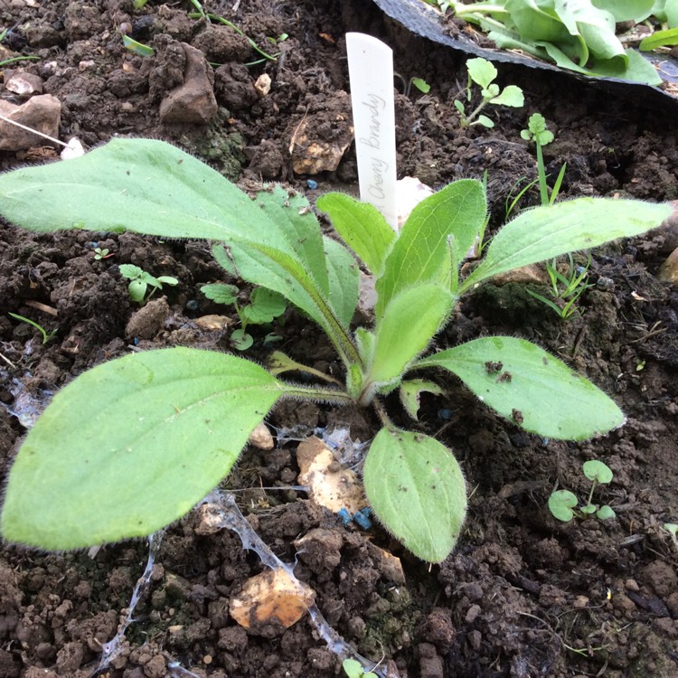 plant image 712663