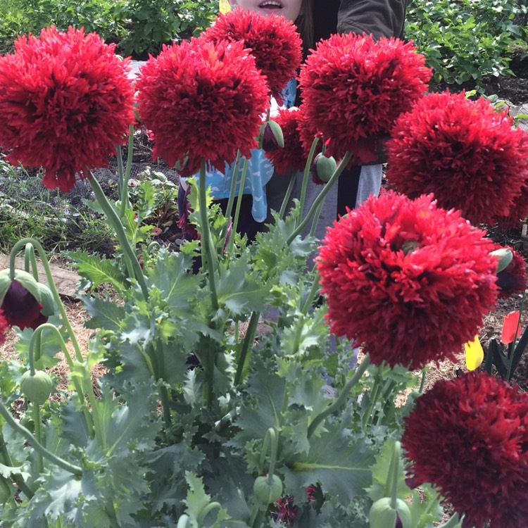 Plant image Papaver paeoniflorum 'Venus'