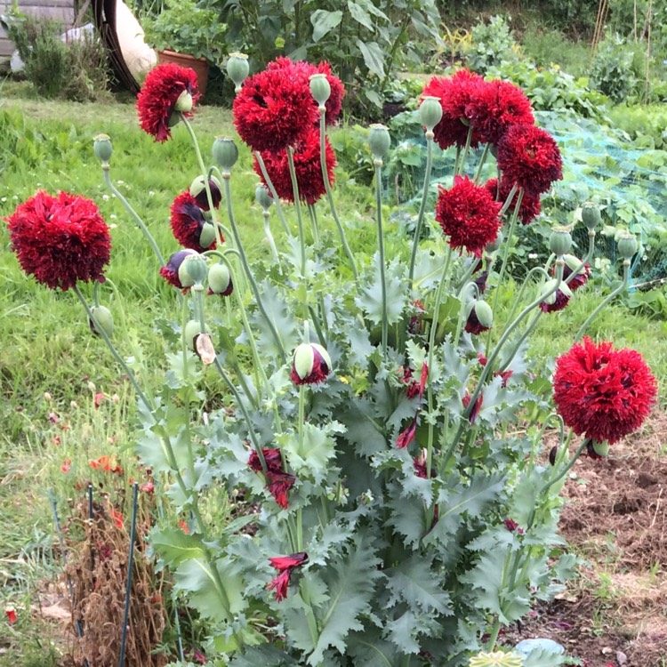 plant image 745771