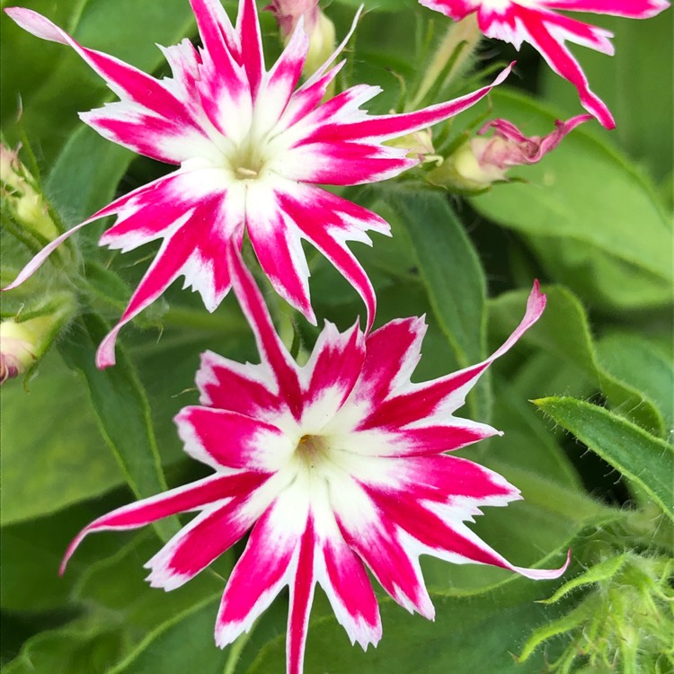 plant image 1061583