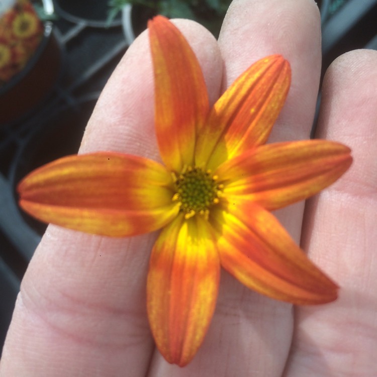 Plant image Bidens 'Bee Alive'