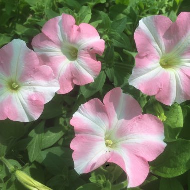Petunia