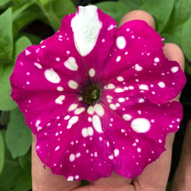 Petunia 'Pink Sky'