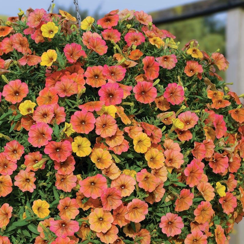 Petunia 'Cascadias Indian Summer' (Cascadias Series) syn. Petunia 'Indian Summer'