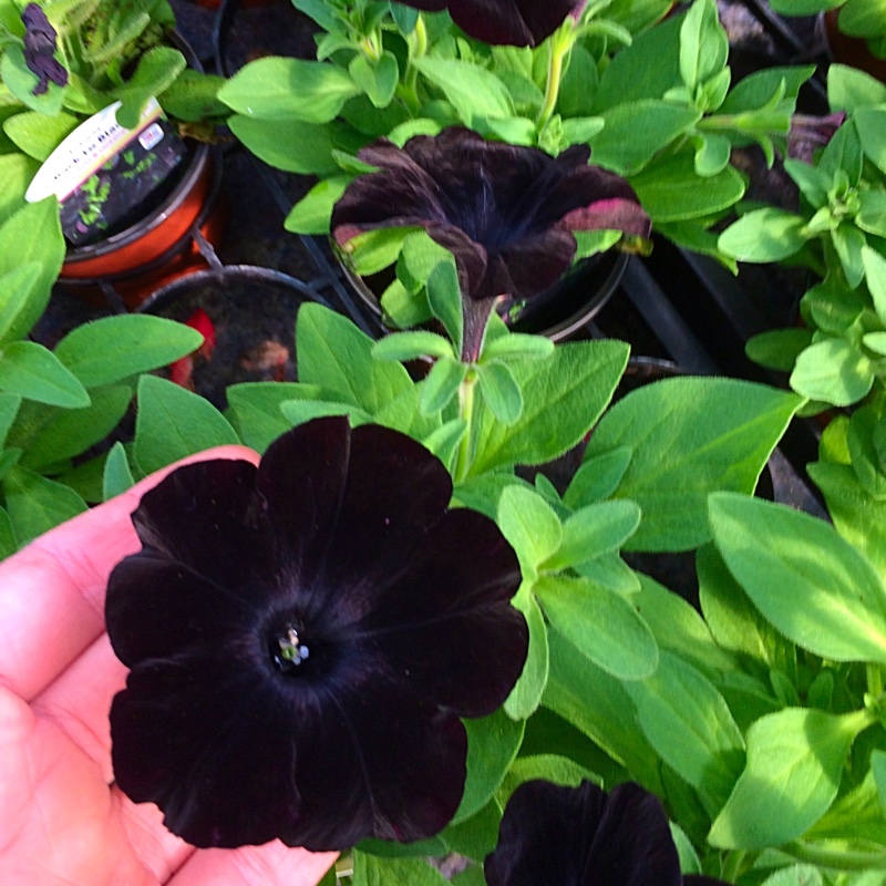 Petunia