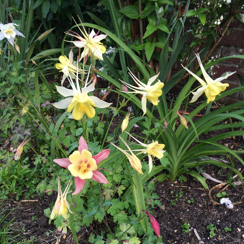 Columbine