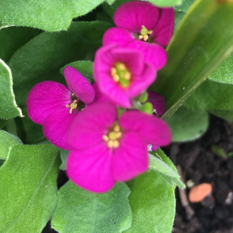 Wall Rock Cress