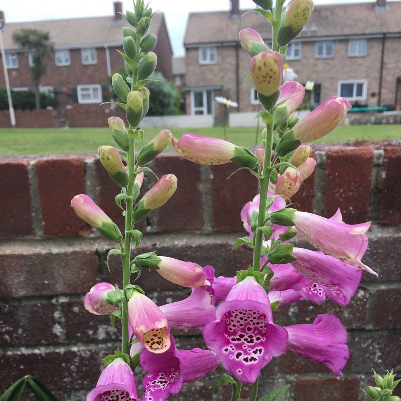Penny Lynn's garden