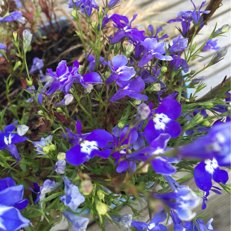 Penny Lynn's garden