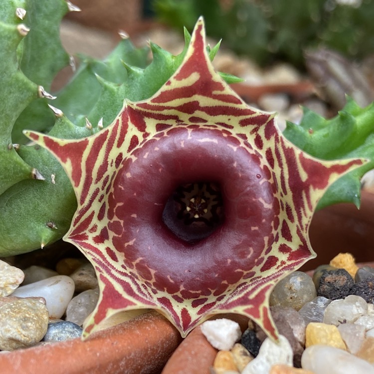 Plant image Huernia Zebrina