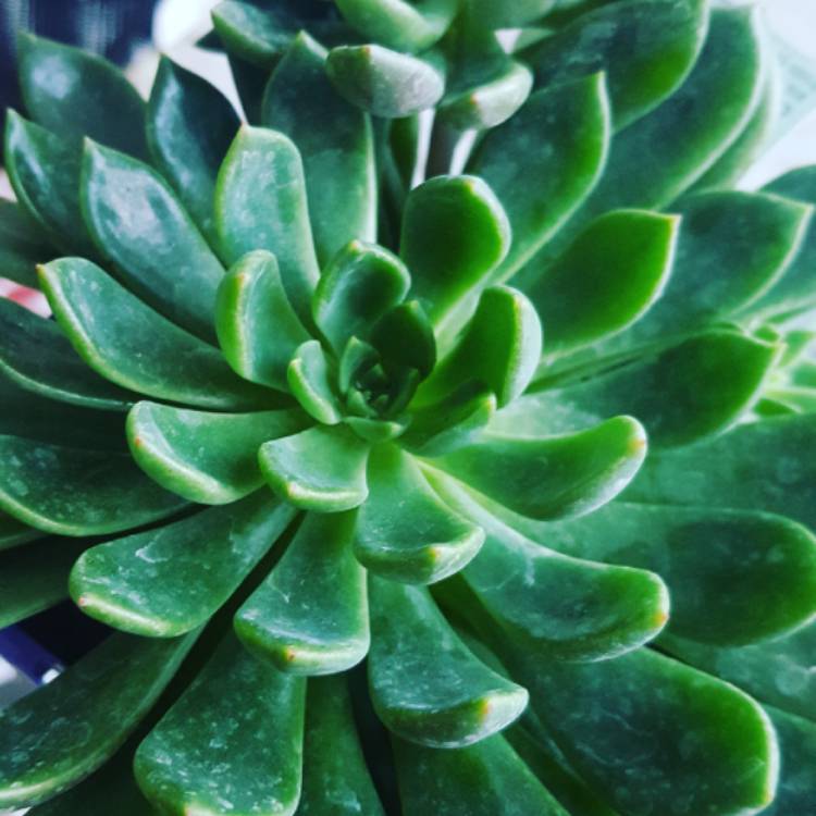 Plant image Echeveria Sovereign Blue