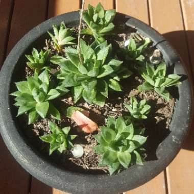 Haworthia Cuspidata