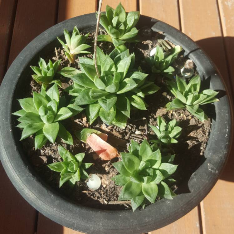 plant image 758336