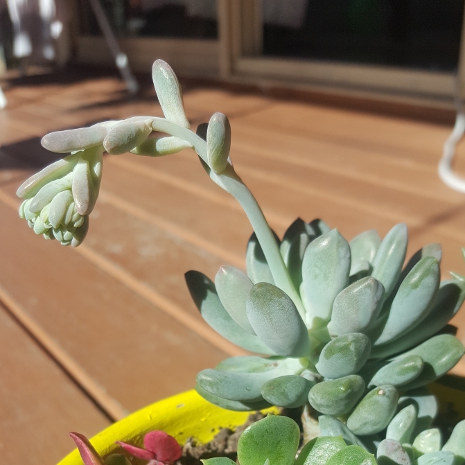 plant image 761030