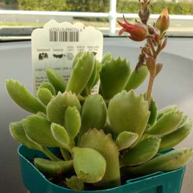 Cotyledon tomentosa