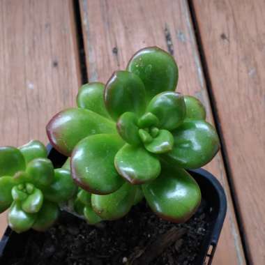 Sedum Lucidum Obesum