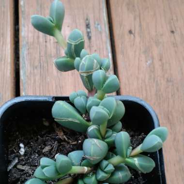 Corpuscularia taylorii