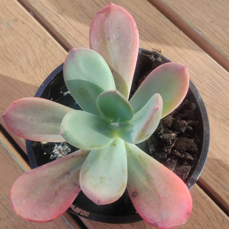 Plant image x Pachyveria 'Blue Tongue' syn. Graptoveria 'Blue Tongue'
