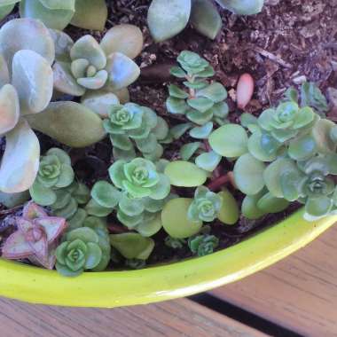 Sedum spurium 'Green Mound'