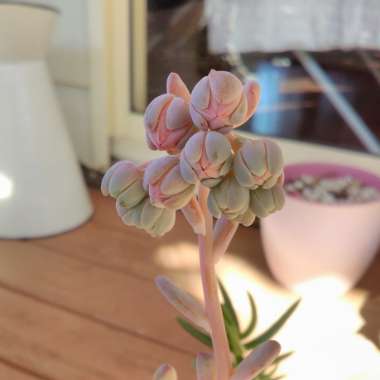 x Pachyveria Clavifolia