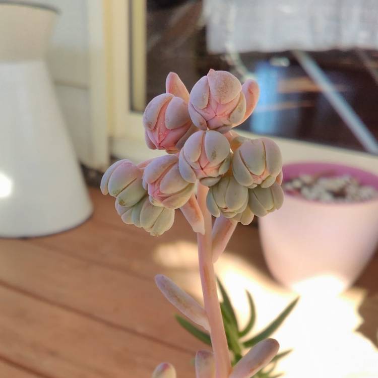 plant image 779736