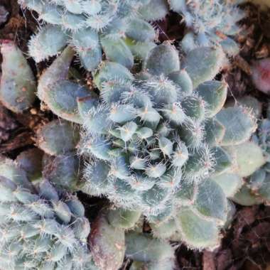 Echeveria Setosa var. Deminuta