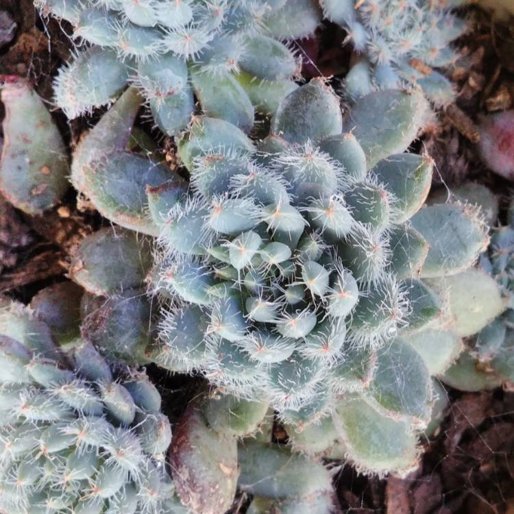 plant image 779757
