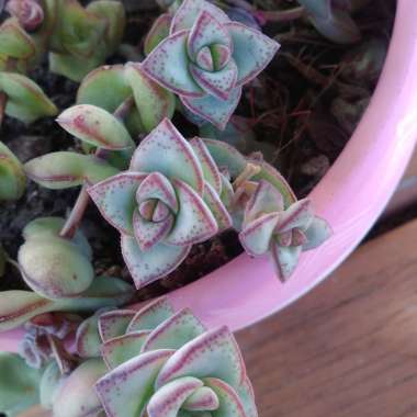 Crassula 'Necklace Vine'