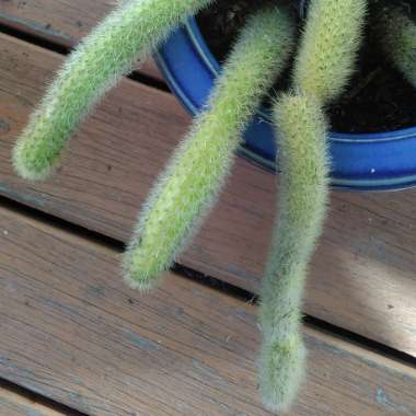 Cleistocactus winteri