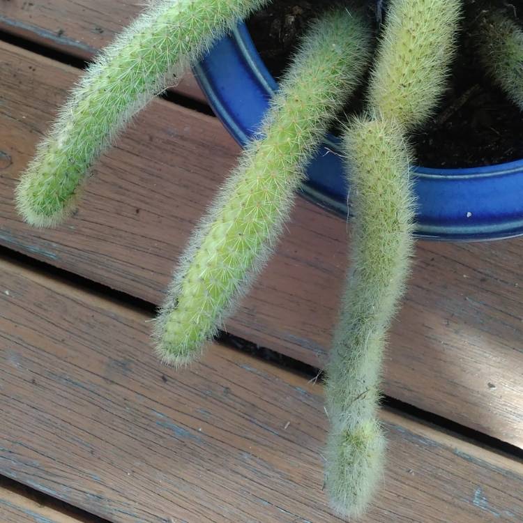 plant image 784257