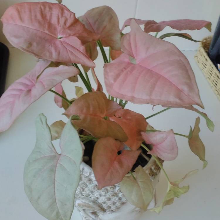 Plant image Syngonium podophyllum 'Neon'