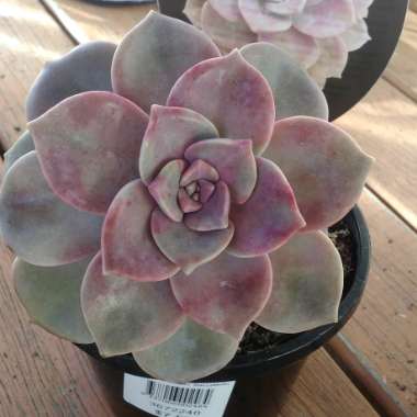 Graptopetalum Purple Delight syn. Graptopetalum Snow White