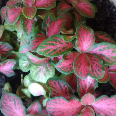 Nerve Plant 'Mini Red Vein'