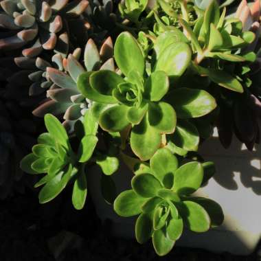 Sedum 'Kimnachii'