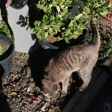 Katy's garden