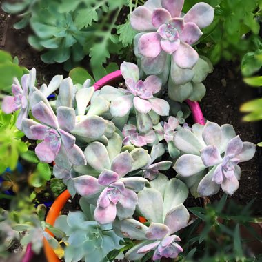 Graptopetalum 'Purple Delight'