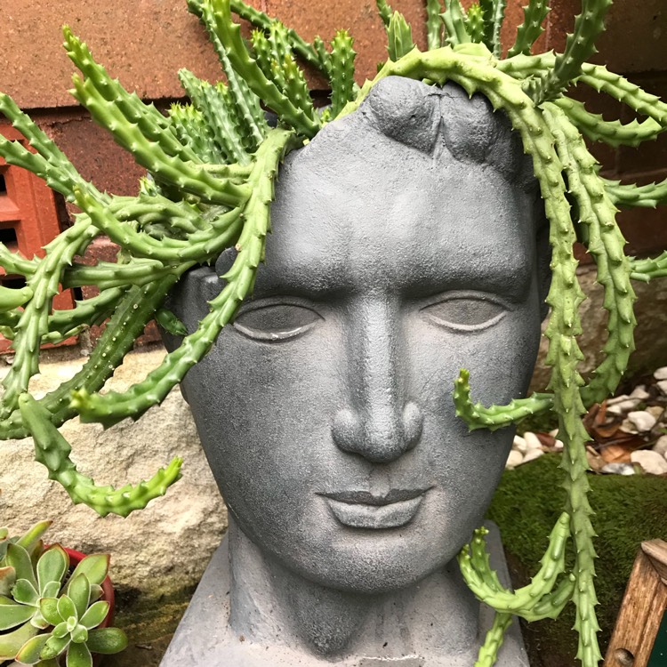 Plant image Stapelia hirsuta
