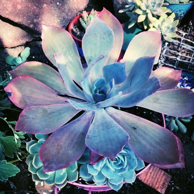 Penny's garden