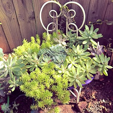 Penny's garden