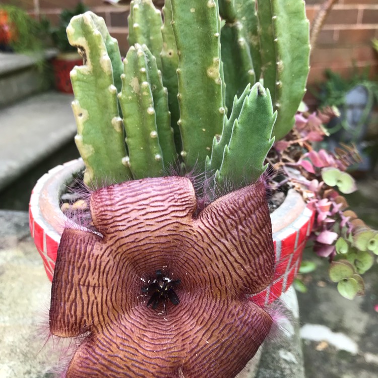 plant image 650410
