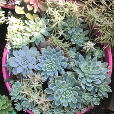 Echeveria 'Violet Queen'