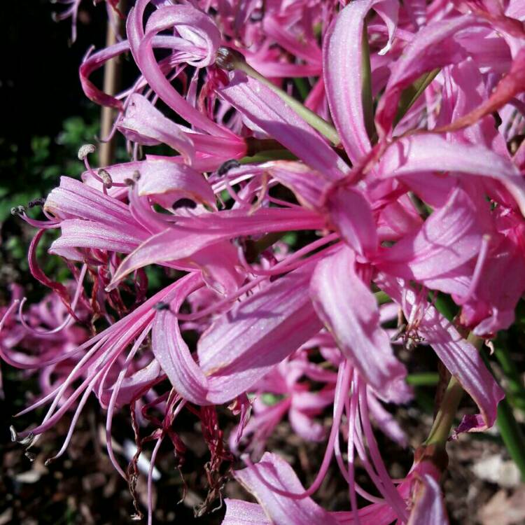 plant image 283908