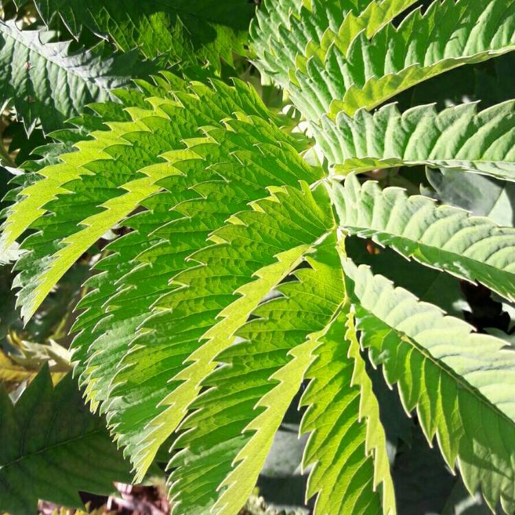plant image 283917
