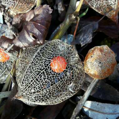 Physalis