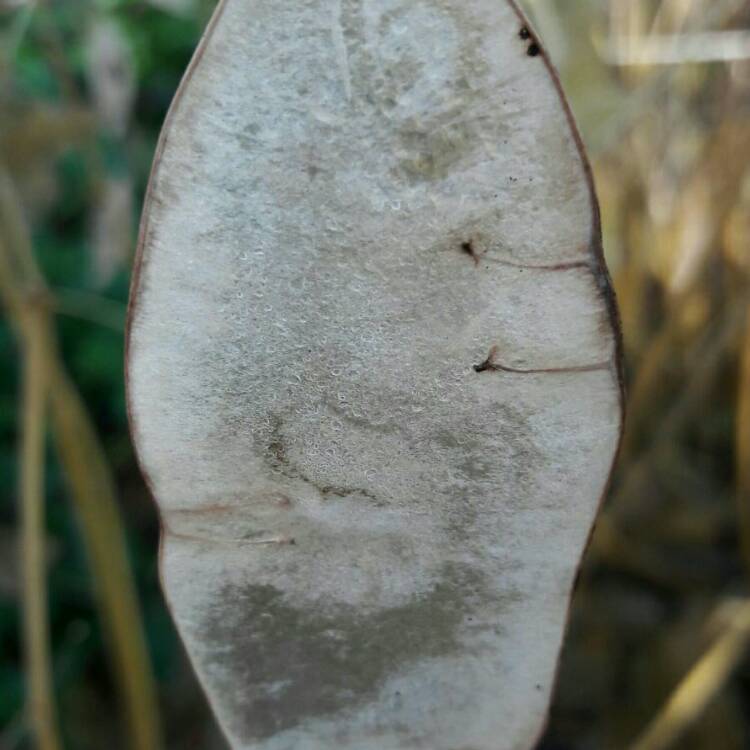 plant image 286053